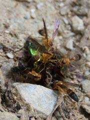 Angiopolybia