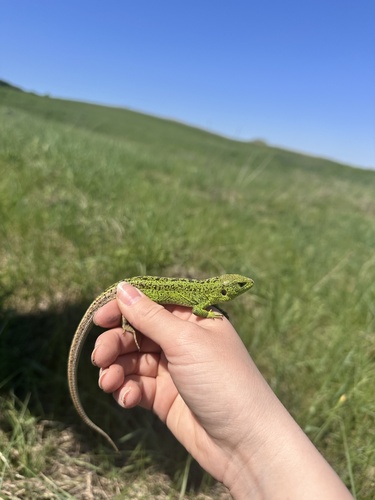 eastern european sand lizard