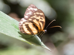 Tithorea harmonia megara