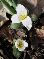 Trillium nivale