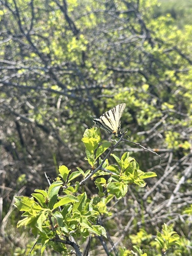 Scarce Swallowtail