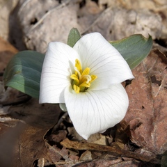 Trillium nivale