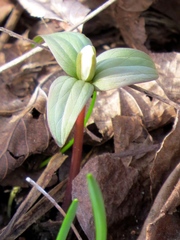 Trillium nivale