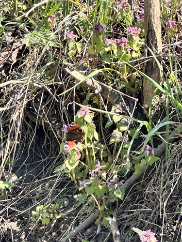 European Peacock Butterfly