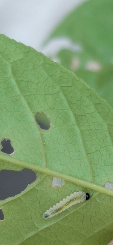 Bird-cherry Sawyer