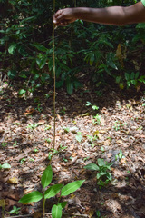 Oxybelis rutherfordi