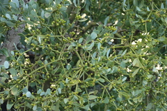 Viscum rotundifolium, photograph (c) Tony Rebelo, some rights reserved (CC BY-SA)