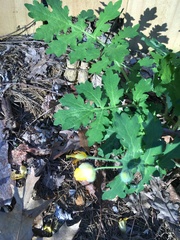 Stylophorum diphyllum