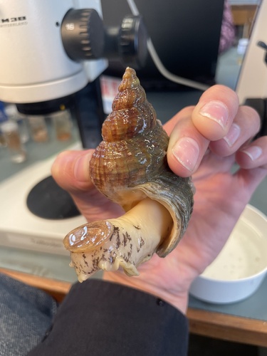 Buccinum undatum