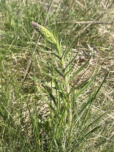 Pontechium maculatum