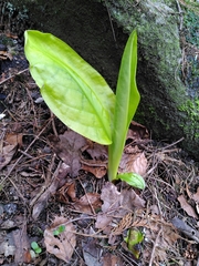 Lysichiton
