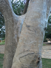 Delonix regia