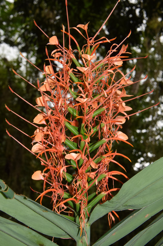 Hedychium coccineum (Hedychium coccineum)