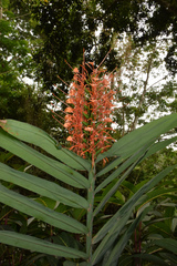 Hedychium coccineum