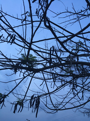 Delonix regia