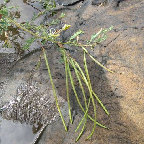 Sesbania sesban