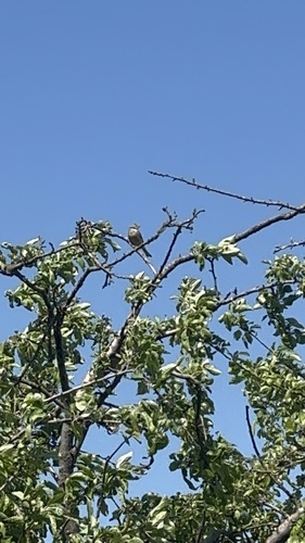 Ortolan Bunting
