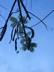 Delonix regia