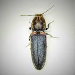 Limonius auripilis