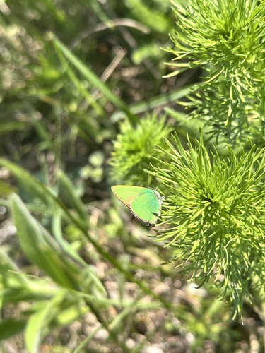 Green Hairstreak