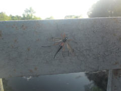 Tanyptera atrata