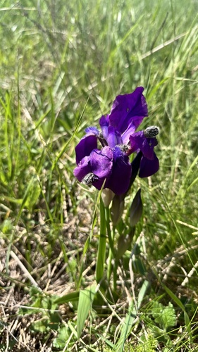 Leafless Iris