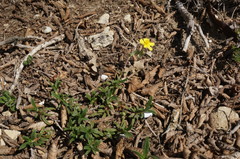 Helianthemum oelandicum orientale