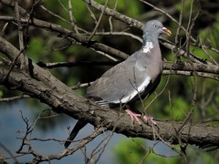 Columba palumbus