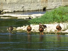 Anas platyrhynchos