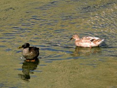 Anas platyrhynchos domesticus