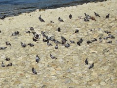 Columba livia