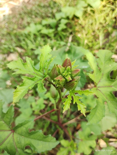 Abelmoschus manihot observed 2026-04-26