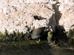 Gallinula chloropus