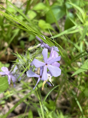 Phlox pilosa ssp. deamii