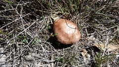 Tricholoma eucalypticum