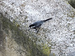 Motacilla alba