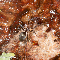Iridomyrmex rufoniger