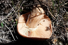 Tricholoma eucalypticum