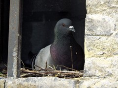 Columba livia