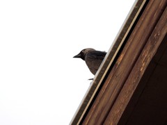 Corvus monedula