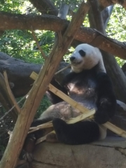 Ailuropoda melanoleuca