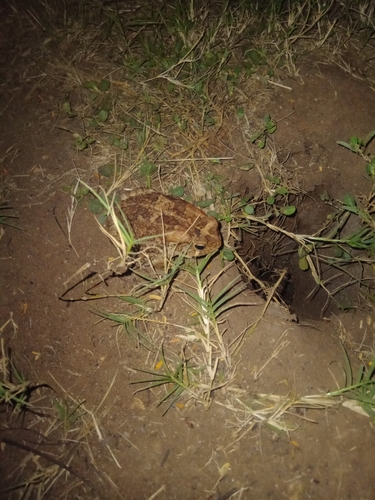 Guttural Toad