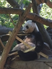 Ailuropoda melanoleuca