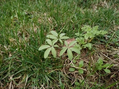 Gymnospermium altaicum