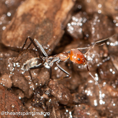 Iridomyrmex rubriceps