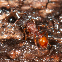 Tetramorium fuscipes