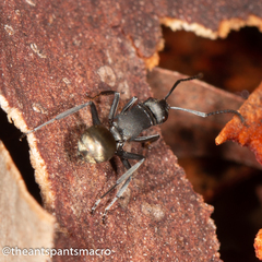 Polyrhachis tubifera