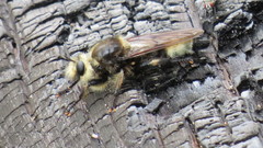 Laphria gibbosa