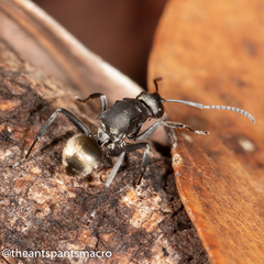 Polyrhachis tubifera