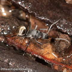 Polyrhachis tubifera